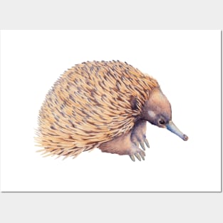 Echidna watercolor - Australian animal Posters and Art